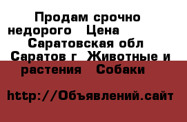 Продам срочно, недорого › Цена ­ 15 000 - Саратовская обл., Саратов г. Животные и растения » Собаки   
